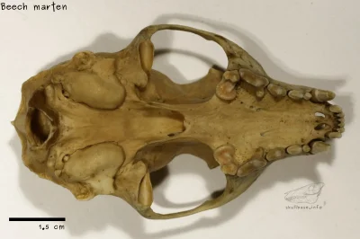 aaadam91 - @TacoNaRybie: Czaszka należy do jakiegoś łasicowatego. Co do gatunku nie m...