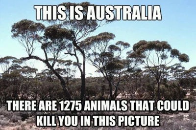 jeanpaul - Wombat czyli Australia, tam to malo ktore zwierze nie dziwi, jesli uprzedn...