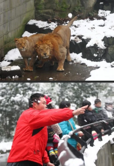 Cham - >Ze zniszczonych przez powódź pomieszczeń ogrodu zoologicznego w Tbilisi uciek...