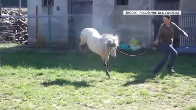 L.....m - Uratowany wychodzi po raz pierwszy na trawę