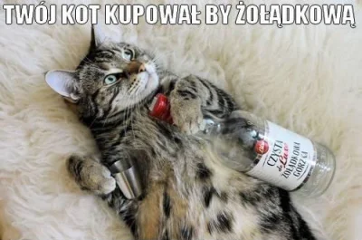 Altru - #heheszki #koty #kotnadobranoc