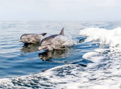 Zdejm_Kapelusz - #fotografia #zwierzaczki #delfiny