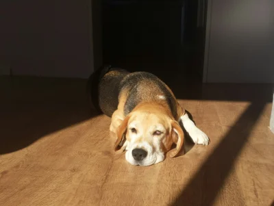 kapiszon53 - #pokazpsa #smiesznypiesek #beagle