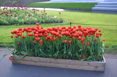 dzieju41 - Mirki i Mirabelki dla każdego po jednym prosto z Amsterdamu.
#tulipan #kw...