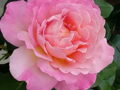 laaalaaa - Róża 62/100 z mojego ogrodu ( ͡° ͜ʖ ͡°)
#mojeroze #chwalesie #ogrodnictwo...