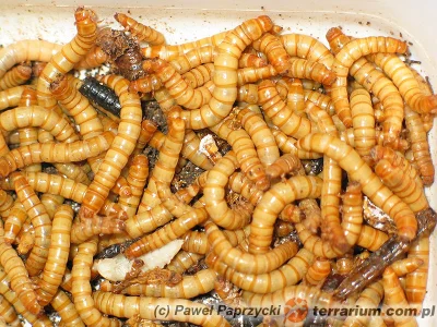 w.....k - Czy ktoś z was zastanawiał się kiedyś nad domową hodowlą jadalnych owadów? ...