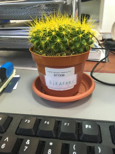 dzester - Hej Mirki ( ͡° ͜ʖ ͡°) 
Przedstawiam mojego nowego kaktusa. Nazwałem go Fira...