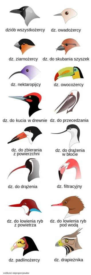 Mawak - #ptaki #ornitologia #ciekawostki #gruparatowaniapoziomu