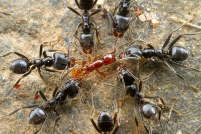 T.....e - Zbiór najlepszych, moim zdaniem, ciekawostek o mrówków :) (lub mrówek, mówi...