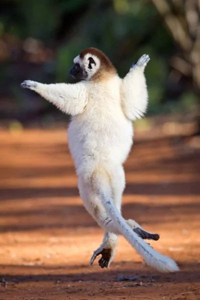 martusiek - Piąteczek!
#smiesznypiesek #piatek #weekend #lemur