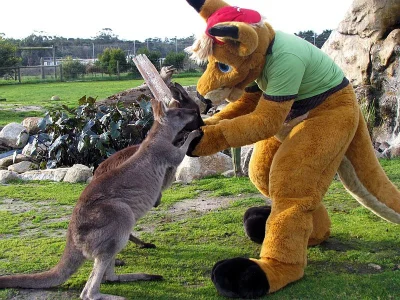 Wulfi - Jak zaprzyjaźnić się z kangurem? Wystarczy nim zostać ( ͡° ͜ʖ ͡°)

#kangur ...