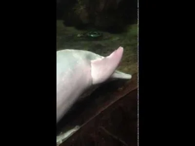 AlexKrycek - @DonaldW: Może ten gatunek to jest krzyżówka tego delfina ze zgwałconą r...