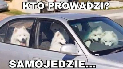 Hypeman - ʕ•ᴥ•ʔ

#smiesznypiesek #samoyed #heheszki