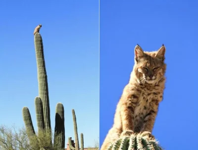 elektryczny_mariusz - Plusujcie kici na kaktusie i nie zadawajcie pytań 
#koty #humo...