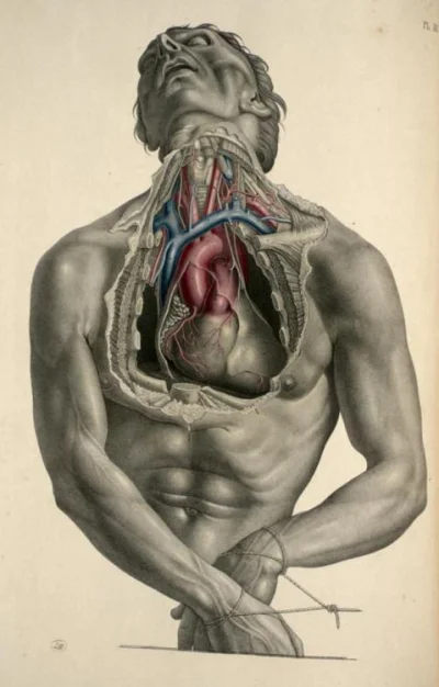 mull - Ilustracja z książki Surgical anatomy Josepha Muclise #sztuka #art #rysunek #a...