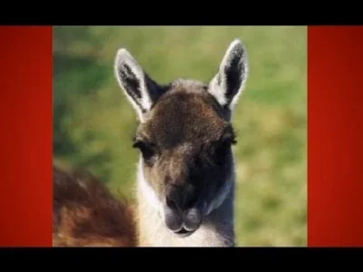 Shaki - @deyna: Nie mam pojęcia, ale za to mogę ci wkleić 10 godzinną wersję llama so...