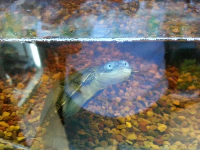 eiffello - żółw optimista xD znaleziony w zoologicznym...

#smiesznypiesek #zolw