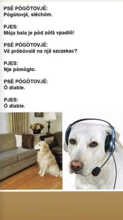 Kon_Baltazar - #humorobrazkowy #heheszki #smiesznypiesek #kaszubski