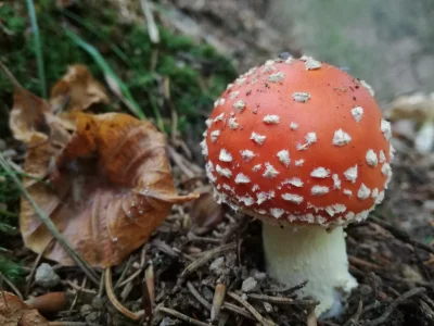 Pasozyt_Zawadiaka - Takiego słodkiego muchomorka udało upolować w Karkonoskim Parku N...