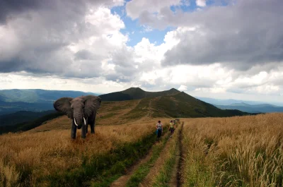 dlpl - Słoń FIlip żerujący letnim popołudniem na Połoninie Wetlińskiej

#bieszczady...