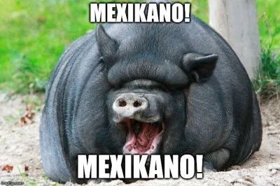 N.....y - Meksykano! złaź z dachu! 
#kononowicz #patostrim #patostreamy #mexicano #s...
