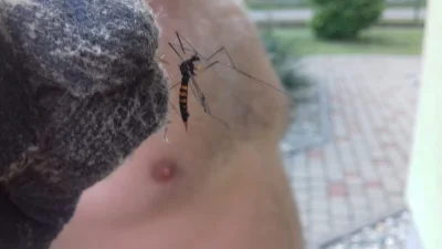 Hanakele7 - #komary#komartygrysi#lato Czy ktoś ze specjalistów może się wypowiedzieć ...