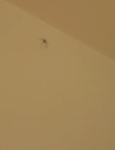 oszty - Szybko murki #pomocy mam w pokoju ogromnego pajaka co robic (╥﹏╥) nie ma kto ...