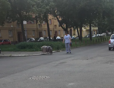 k.....a - > czemu się dziwicie jak ktoś z dzikiem na spacer wychodzi

@wiencejfakin...