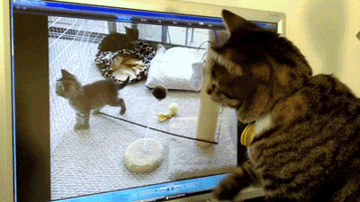 Yog-Sothoth - #gif #koty 

Co to za czary?