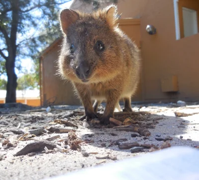 MaupoIina - #quokkanadzis

Spokojnie, nie przejmuję tagu, wrzucam tylko w zastępstw...