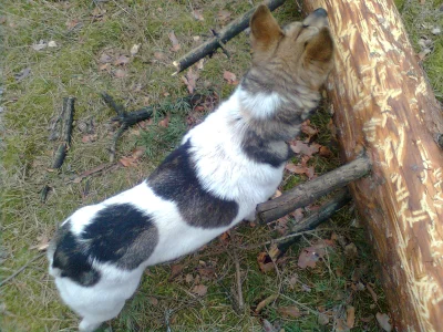 Sekutnica - #pokazpsa 
Wasz pies też lubi sobie #!$%@?ć drewno na spacerku? ( ͡° ͜ʖ ...