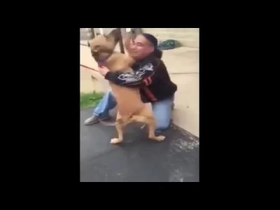 konwik - #smiesznypiesek
Po dwuletniej rozłące pies wita się ze swoim człowiekiem.