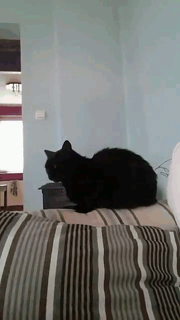 Czerwonenogi - Moja kicia chce zostać iluzjonistką, nadaje się? (⌐ ͡■ ͜ʖ ͡■)
#gif #h...