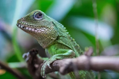 angelosodano - Agama błotna (Physignathus cocincinus)_
#vaticanoanimale #vaticanowal...