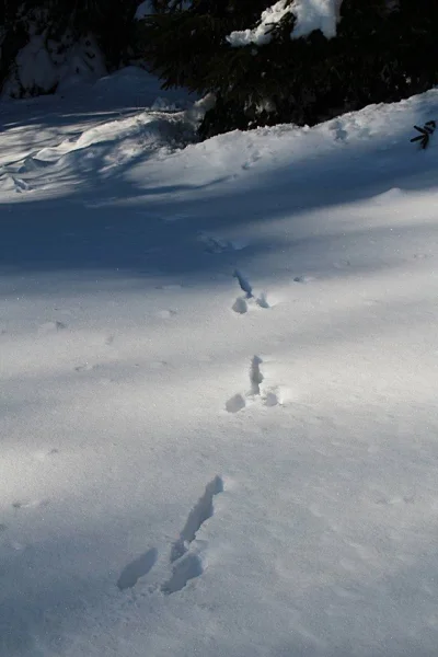 o.....o - Jakie zwierze zostawia takie ślady (tropy) ? Pytanie z gatunku #zoologia , ...