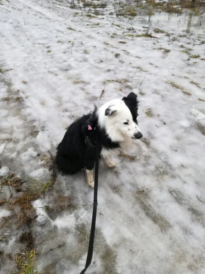 t.....u - Deczko mi się raciczki ubrudziły ;)

#pokazpsa #bordercollie #pies #spacer