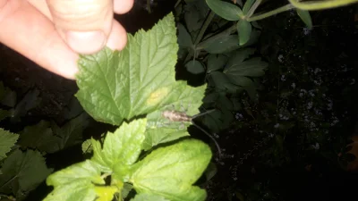 Lipek12s - Mirki wie ktoś co to za owad?

#owady #biologia #insekty