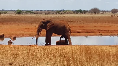 terrarek - Rzadkie zdjęcie słonia w dwoma trąbami.
Driver powiedział, że jesteśmy ver...