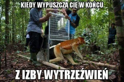 DzikiWonsZwKapeluszu - #polak #humorobrazkowy