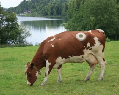 KEjAf - @2muchetime: zdaje się że krowy nie tylko mogą spokojnie przeżyć otwarcie i z...