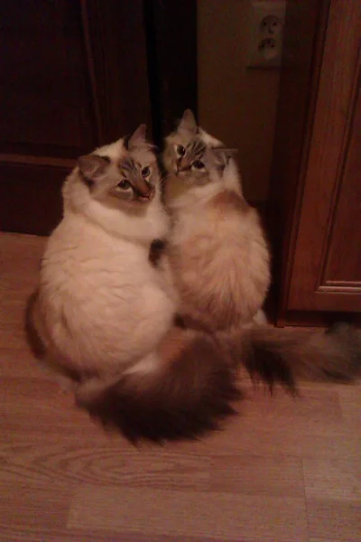 wrednota - Dwa puchate głupki #koty #kociaki #futra
