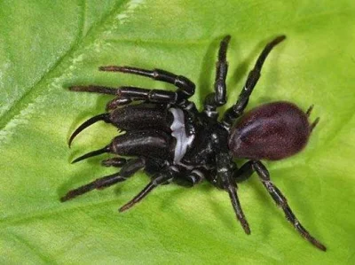 boben - Gryziel ( Atypus ) Pewnie myślicie sobie, pająk z tropików, otóż #!$%@?. Ta m...