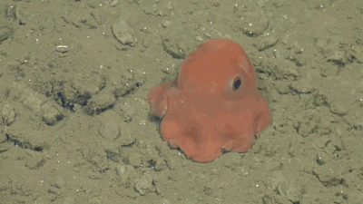 Catch_UP - Ten mały pokemon to 17sto centymetrowa ośmiorniczka ( ͡° ͜ʖ ͡°) Opisthoteu...