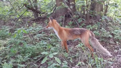 sobiecha56 - Co mnie spotkalo dzisiaj w lesie! Jadac samochodem zobaczylem lisa z dal...