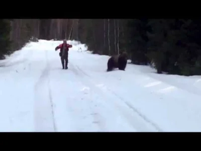 nowywinternetach - Seba się wycofuje jak w tym triku z krzykiem na atakującego niedźw...