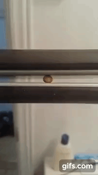 blachodachowka - #gif #ciekawostki
robienie popcornu prostownicą