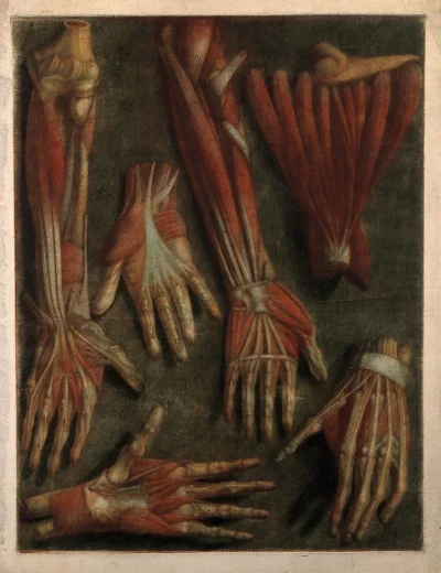 myrmekochoria - Przedramiona i dłoń