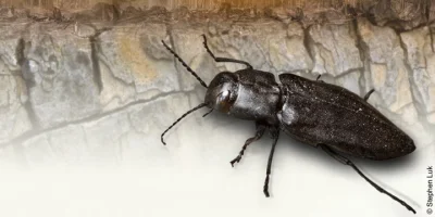 xniorvox - Bardzo ciekawy owad! Tylko nazwę ma głupią, nie dość że ciemnik, to jeszcz...