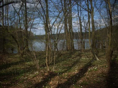 ludolfina - Tudzież kwiatki nad wodą. Ale to już Głębokie. End #pogodno :-)