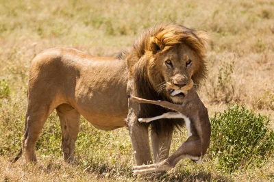 CichySzelestOka - A tutaj Lew ratuje małą antylopę (｡◕‿‿◕｡)
GOOD BOY LION!